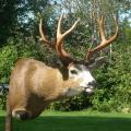 Blacktail RT Full sneak Blacktail RT Full sneak